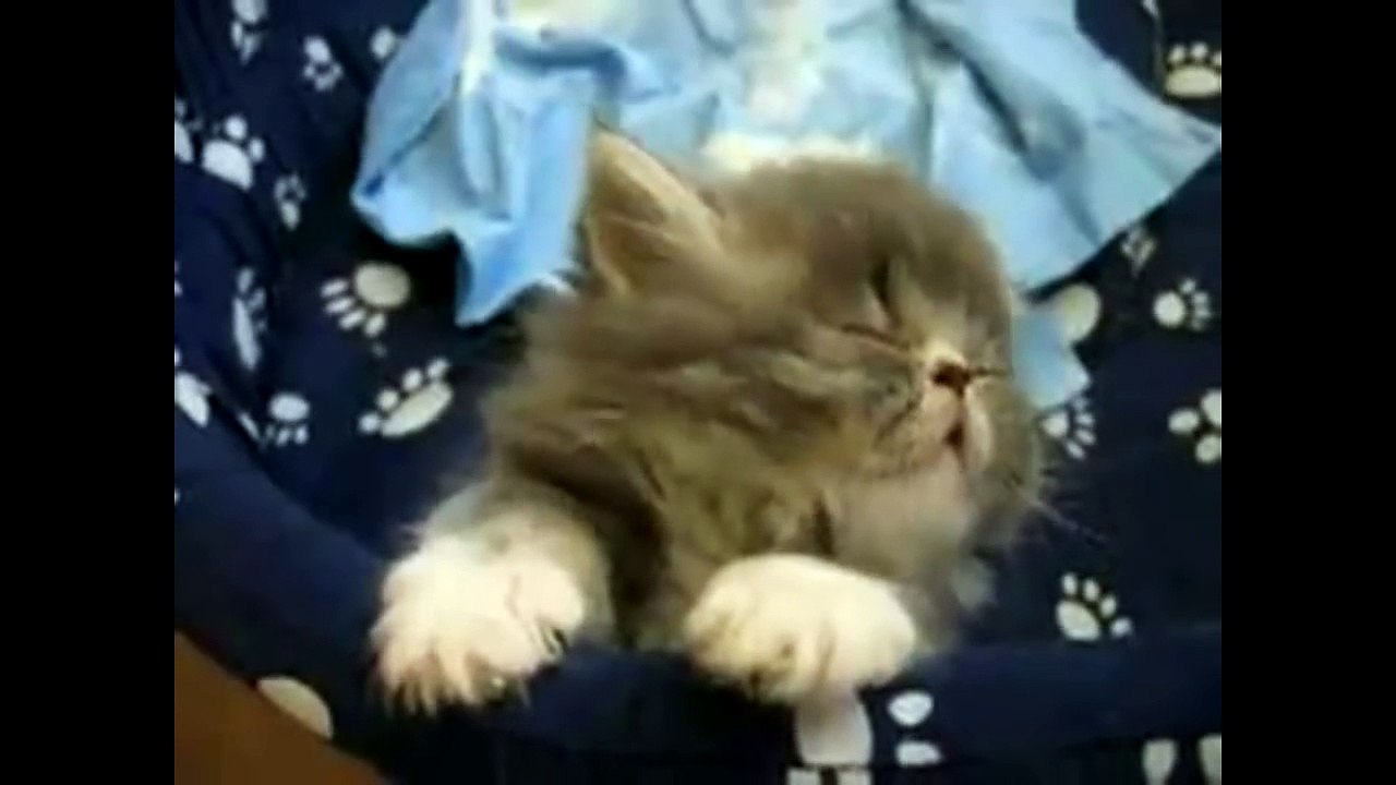 Funny Cats Compilation 2017 - Best Funny Cat Videos Ever