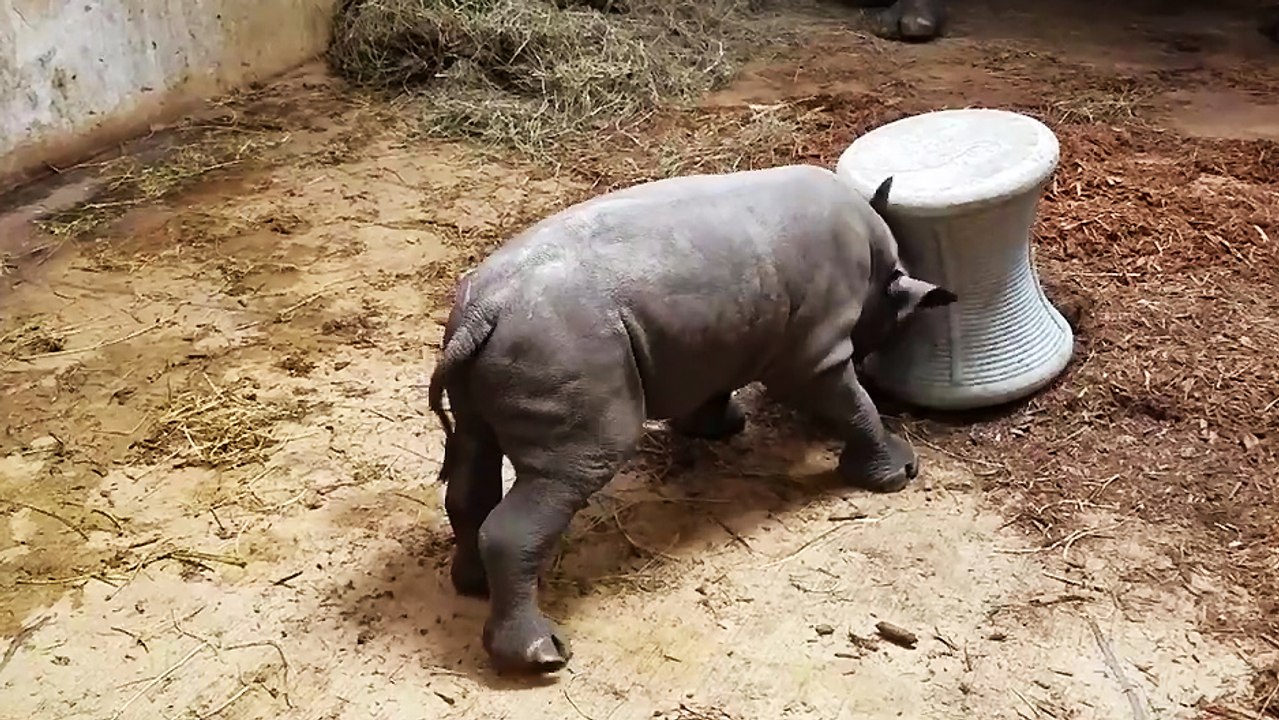 Un bébé rhinocéros s'entraîne à charger