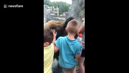 Grizzly bear plays with children at zoo