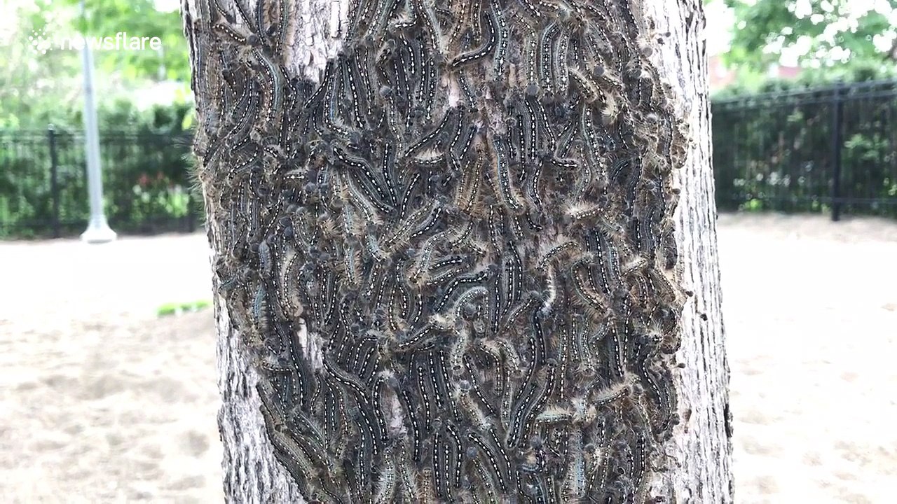 Man finds massive clumps of caterpillars in park