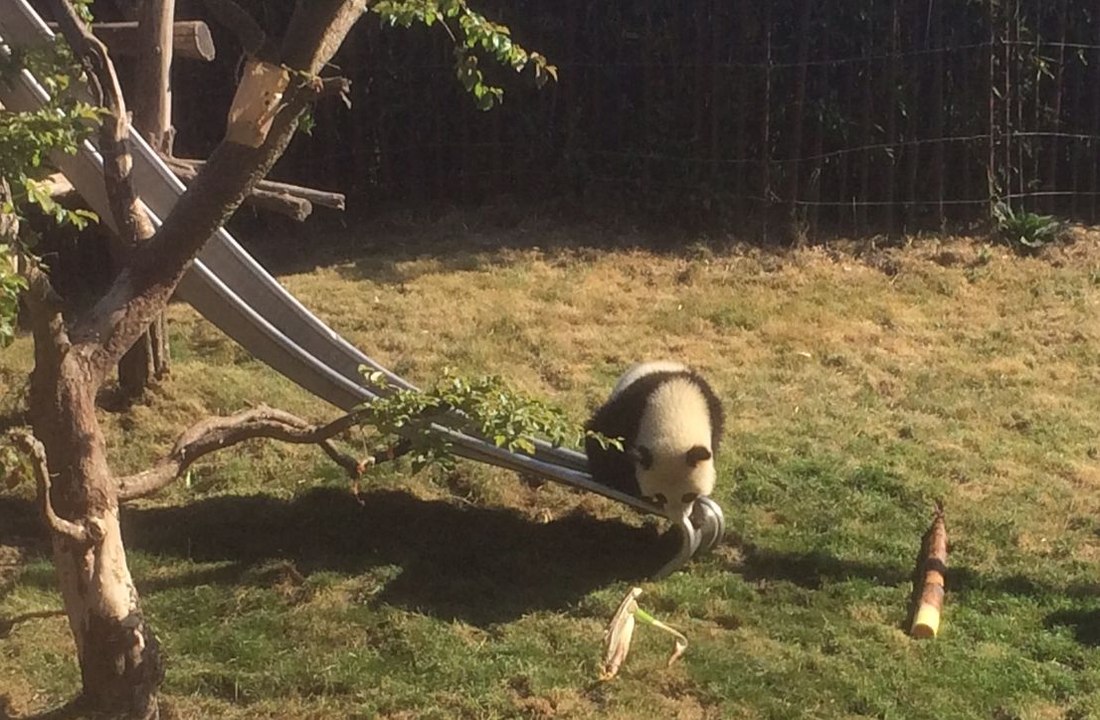 Le panda Tian Bao s'essaie au toboggan pour son premier anniversaire à Pairi Daiza