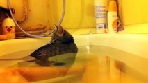 Funny Cats Enjoying Bath _ Cats Thaasd