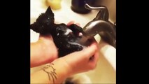 Funny Cats Enjoying Bath _ Cats That LOVE Waterdsa Compilation