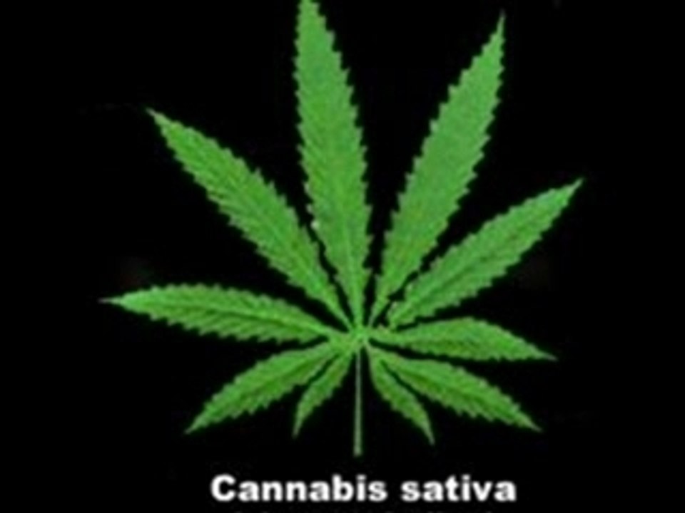 IAM FONKY FAMILLLY   shit squad