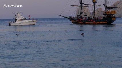 Manta rays leap out of water in Mexico