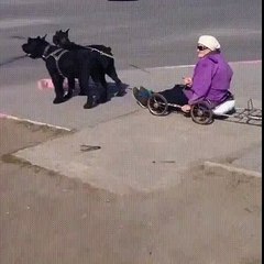 Teyzenin hayvanlardan faydalanması - acemi kamera