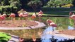 "Roze vogels, wie kan daartegen zijn?": Bart De Wever is bij opening Flamingoplein in Zoo