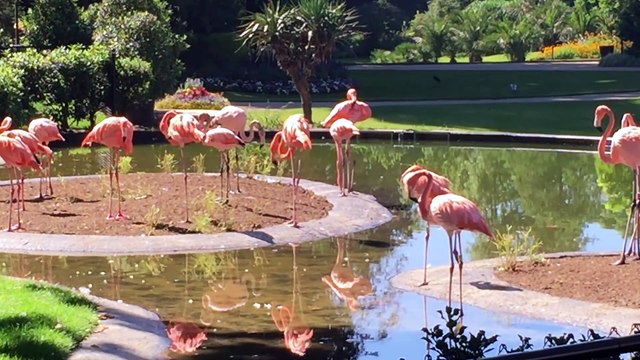 Roze vogels, wie kan daartegen zijn? : Bart De Wever is bij opening Flamingoplein in Zoo