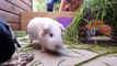 BASIC Guinea Pig & Rabbit Care _ Pets dsaPalace Kids