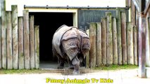 ZOO - Rinoceronte Kanguru Cabras Hipopótamo _  Rhino Goat Hippo Kangaroo Buffalo _ Fvcvcv