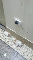 Two kitten fighting and loving together