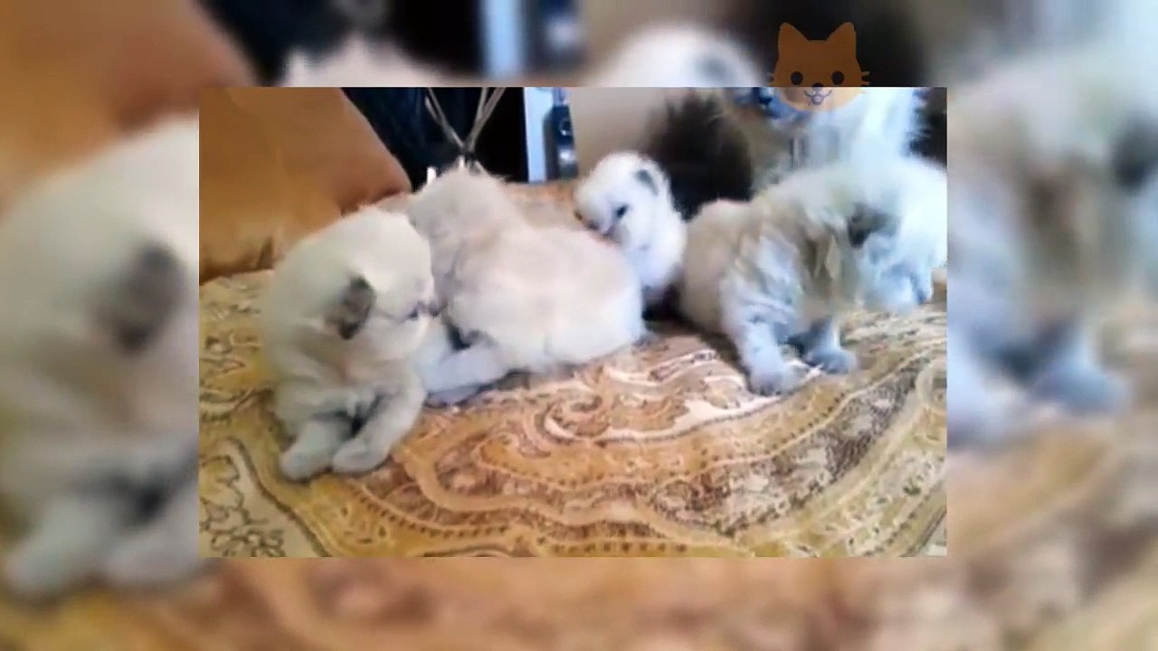 Funny Cats Compilation 2017 - Best Funny Cat Videos Ever (part 4)