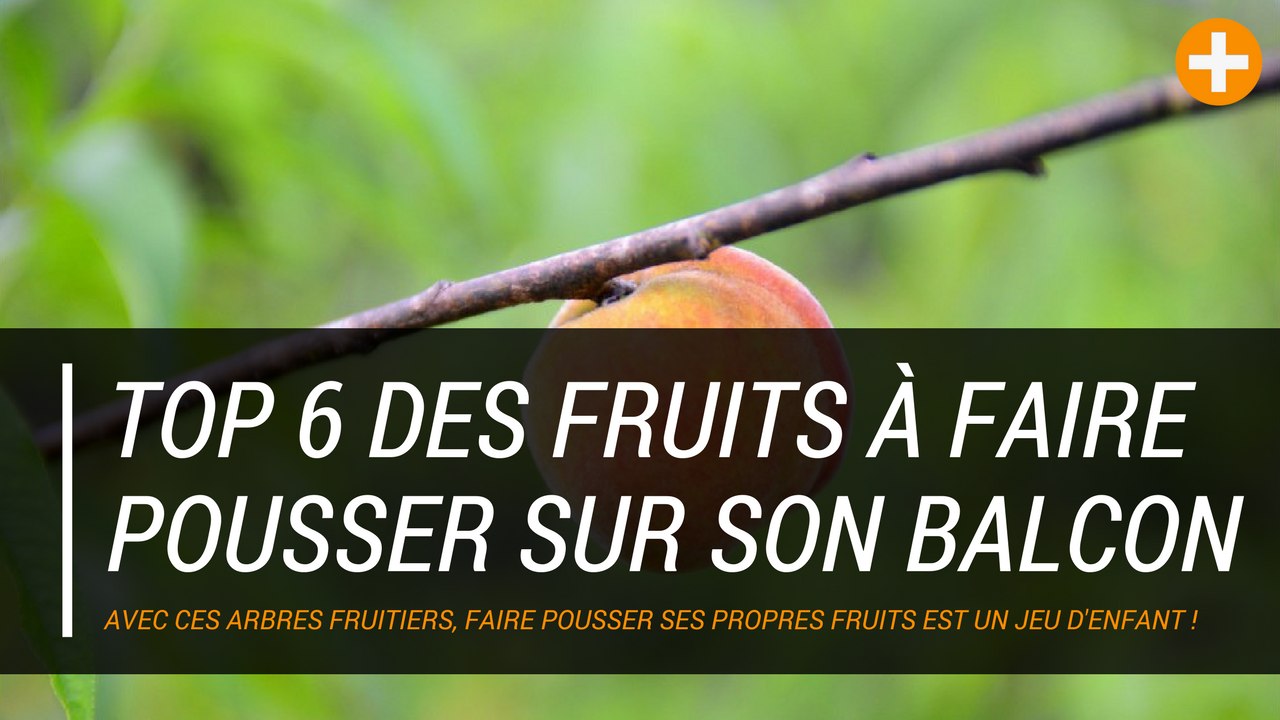 Top 6 des fruits à faire pousser sur son balcon !