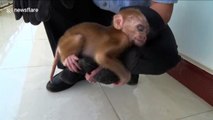 Baby macaque falls asleep in police officer's hand after being rescued