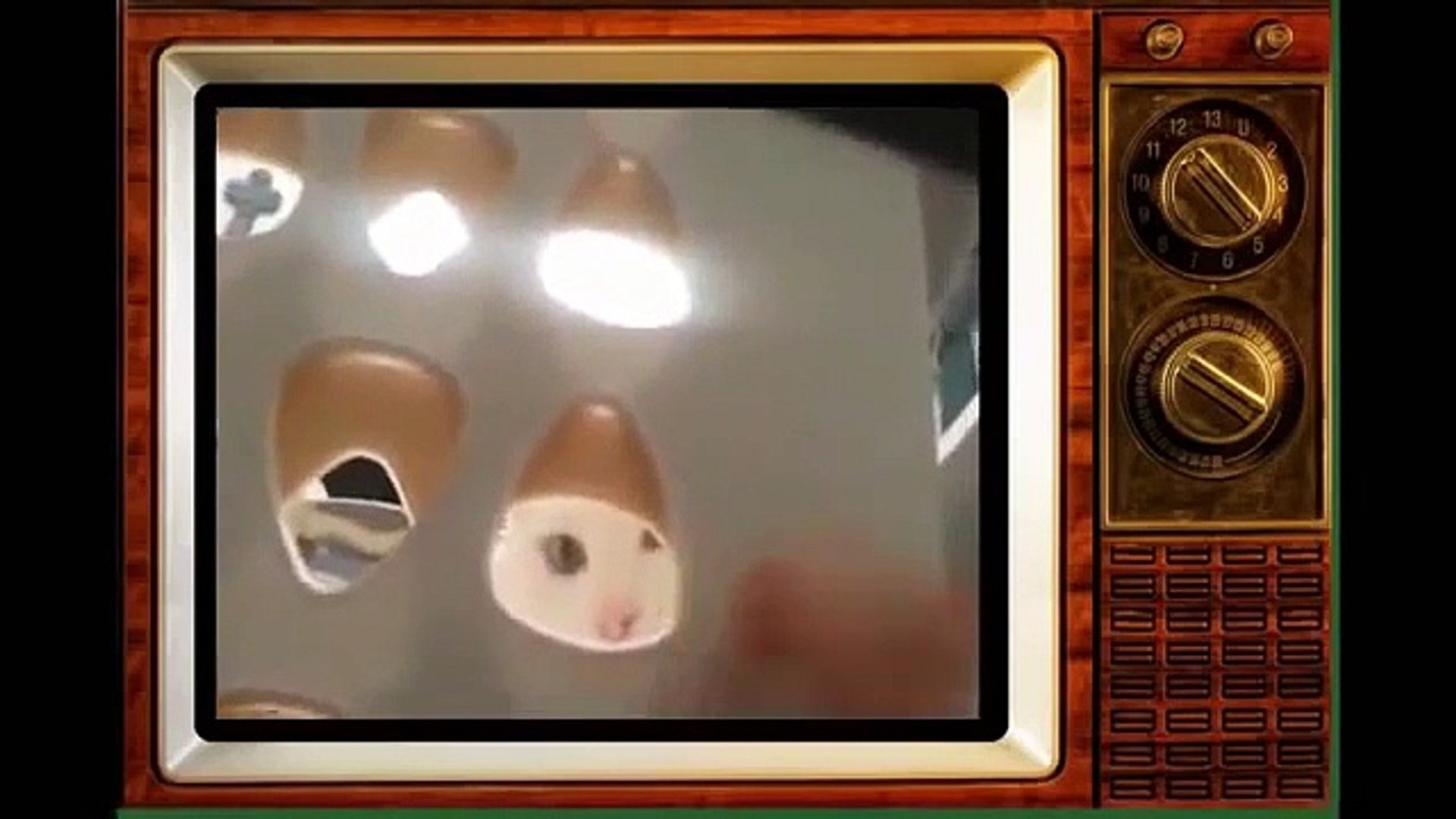 Cats Video - Funny Cat