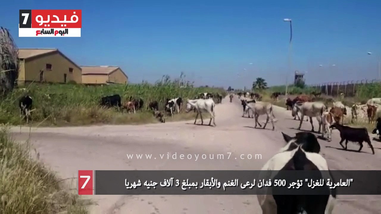 العامرية للغزل" تؤجر 500 فدان لرعى الغنم والأبقار بمبلغ 3 آلاف جنيه شهريا