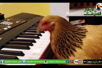 This genius chicken knows every single note of piano hd