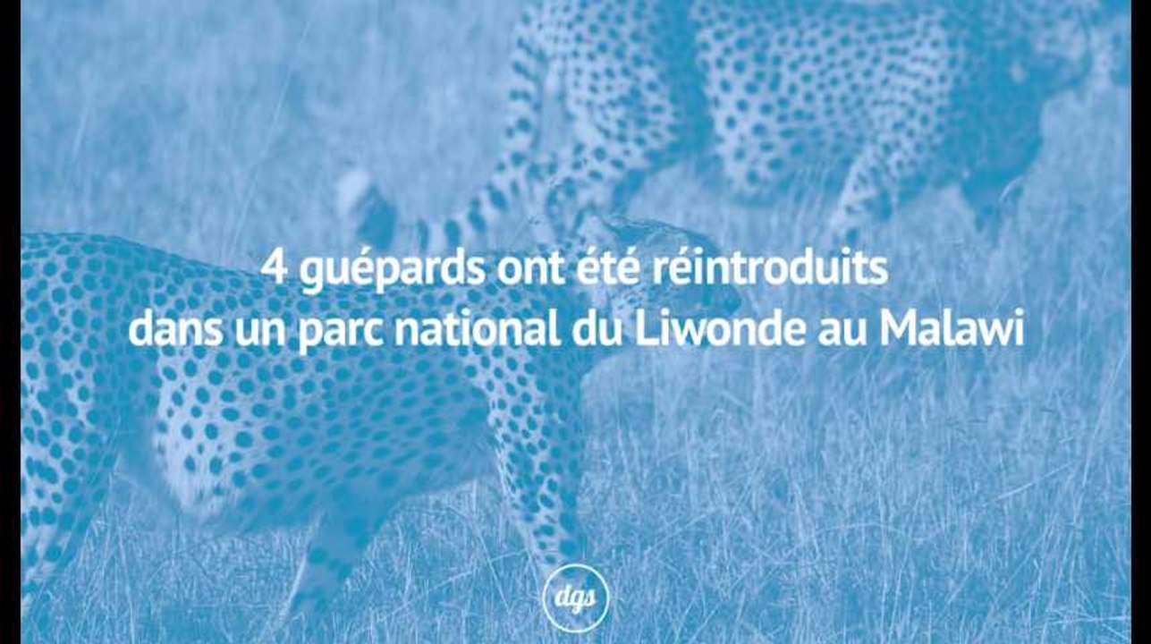 4 guépards ont été réintroduits dans un parc national du Liwonde au Malawi