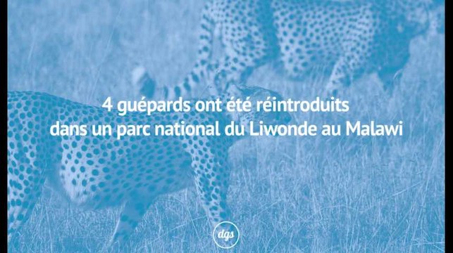 4 guépards ont été réintroduits dans un parc national du Liwonde au Malawi