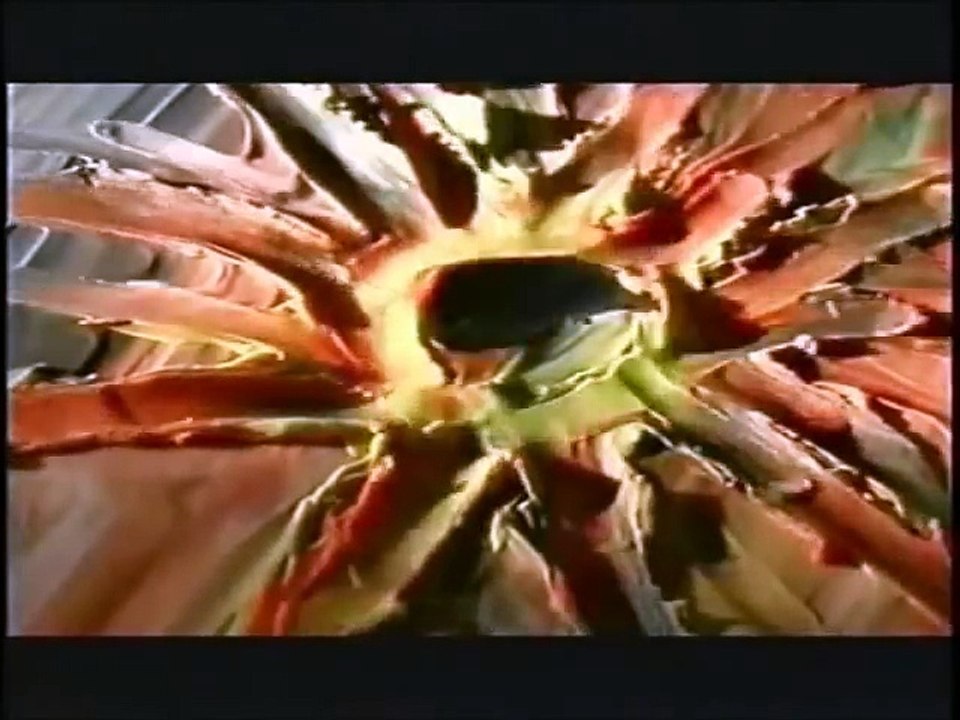 Bereshit ‫בראשית reggae