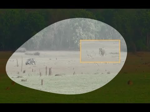 watch narrow escape for tourists as elephant chases vehicle at mysuru