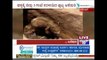 3 Month Old Elephant Struggles To Come Out Of A Pit In Male Mahadeshwara Reserve Forest