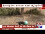 Gadag: Goat Gets Head Stuck In Pot While Trying To Drink Water