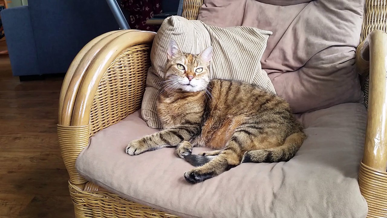 Lazy Cat