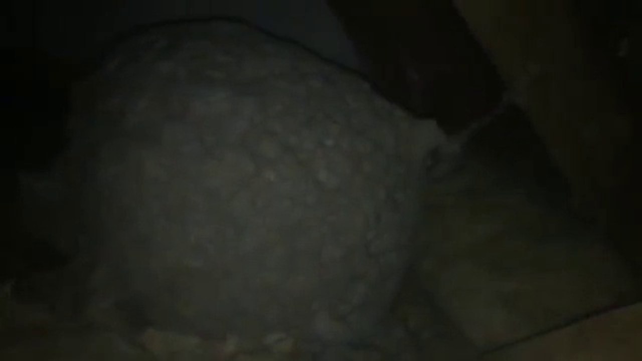 Regardez la taille de ces nids de guêpes découverts dans un grenier