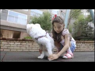 딩동댕유치원 - 은하수를 건너면,담비야 안녕_#002