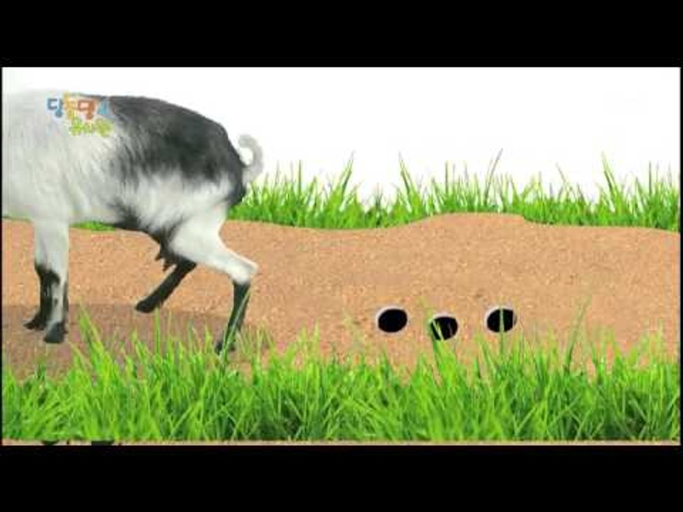 딩동댕유치원 - 멋쟁이 무당벌레,보물섬으로 노를 저어라_#001