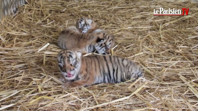 Chatou : naissance de trois bébés tigres au cirque de Venise