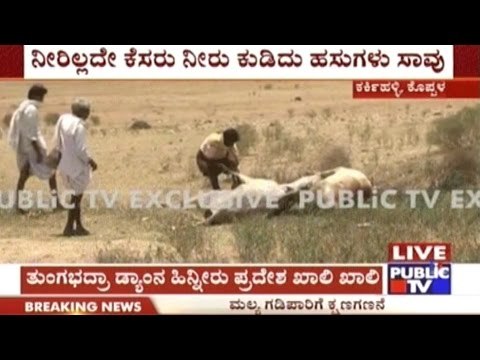 Cows Die after drinking muddy water in Koppala
