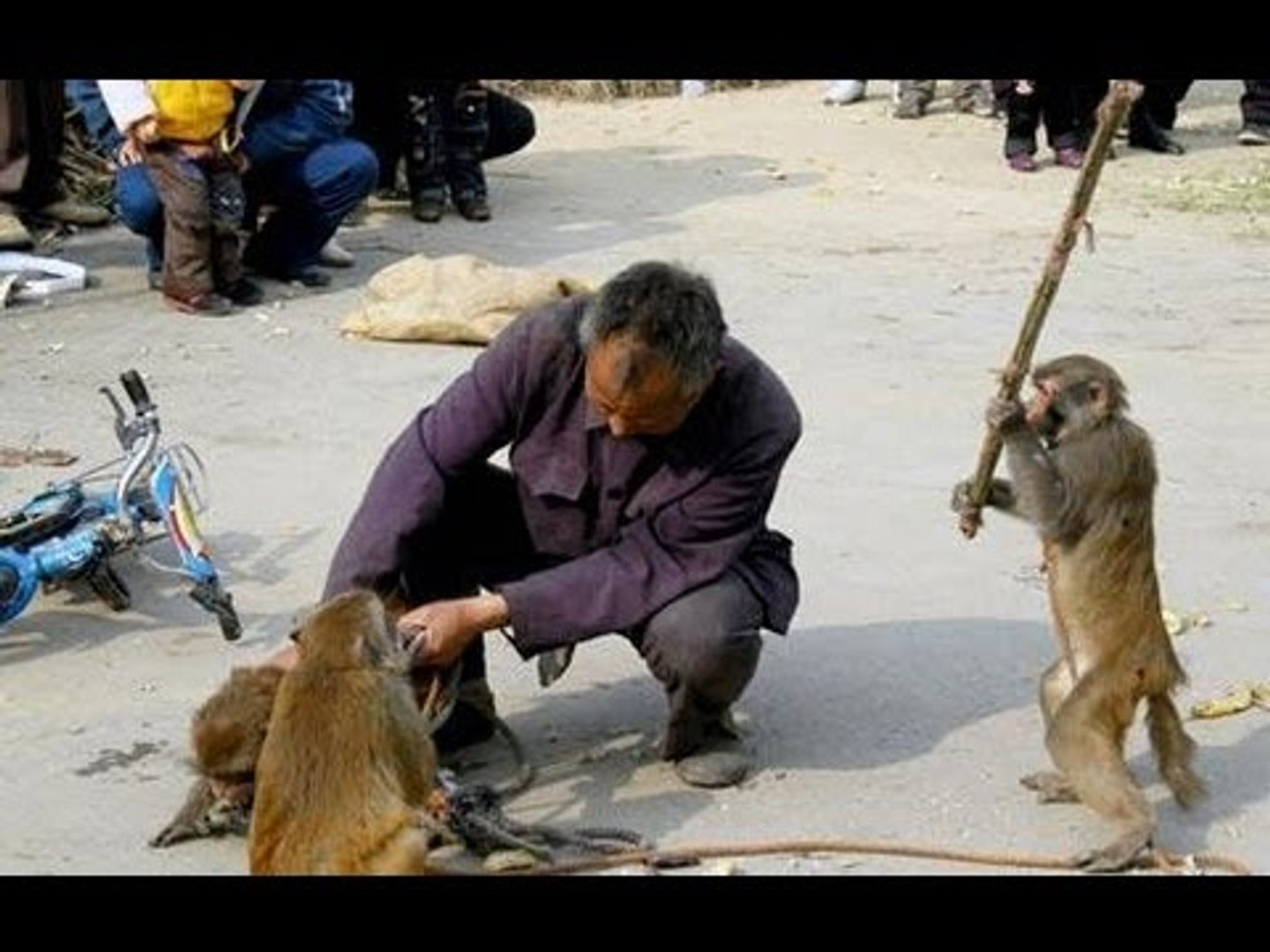 Funny monkey videos 2017 cheap