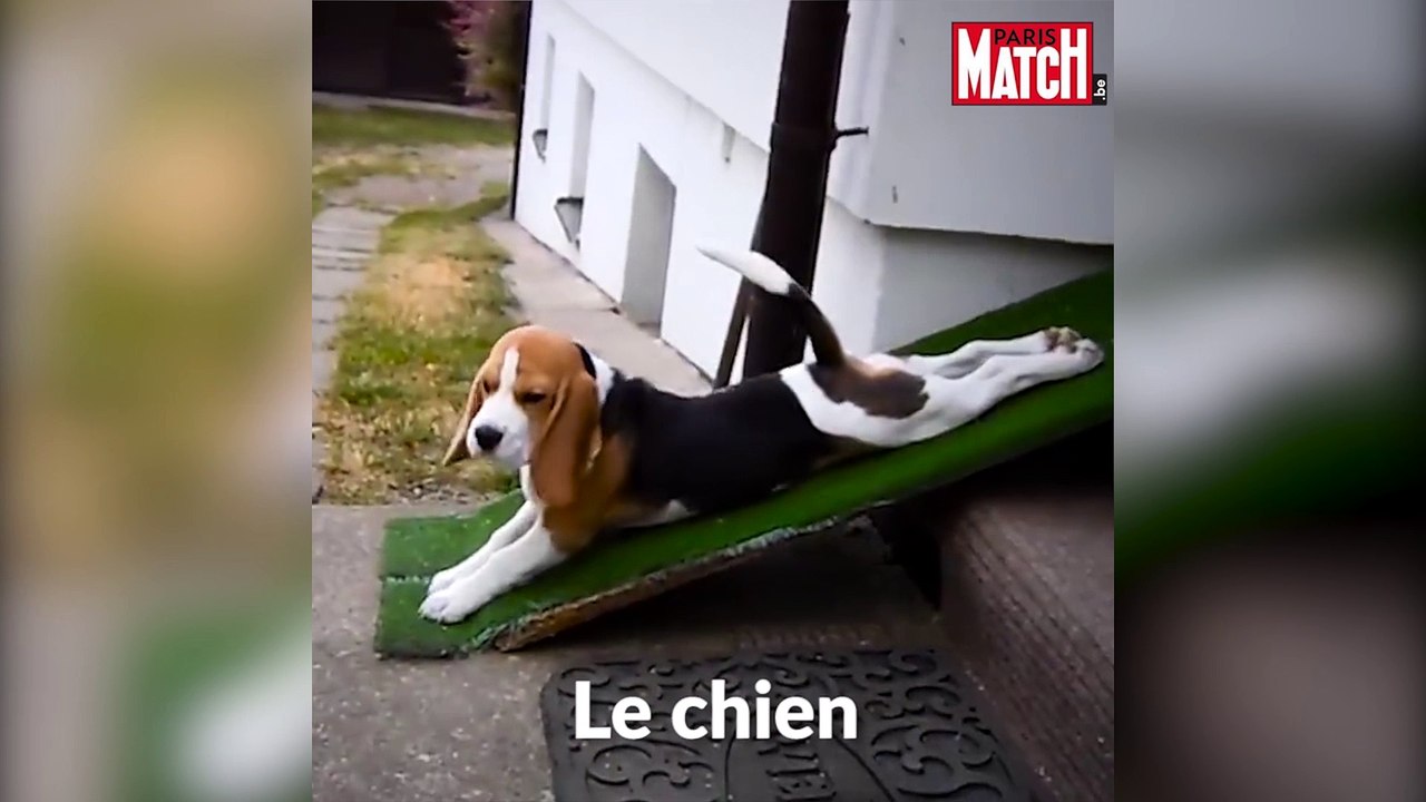 Les animaux qui n'existeraient probablement pas sans l'homme