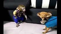 Hayvanlar Alemi - Monkey funny 6 - Funny video