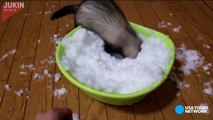 Ferret flips out at the sight of snow--JXFQBaiRP8