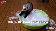 Ferret flips out at the sight of snow--JXFQBaiRP8