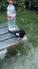 Pensano che la gazza ladra stia puntando l'orologio luccicante e invece ecco che fa!