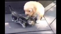 This Kitten Loves His New Friend, The Golden Retriever