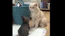 Kittens Talking and Playing with their Moms Compilation _ Cat mom h