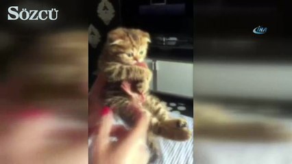 Bifteğini bırakmayan inatçı kedi