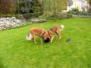 Aslan et Fanny jouent au jardin