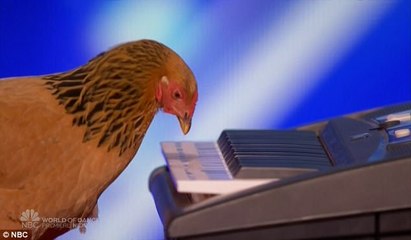 Jokgu of the Flockstars- Chicken Plays Patriotic Tune on Keyboard - America's Got Talent 2017