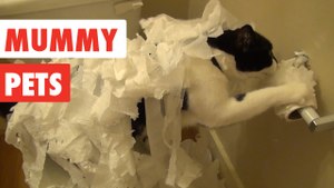Mummy Pets | Funny Pet Video Compilation 2017