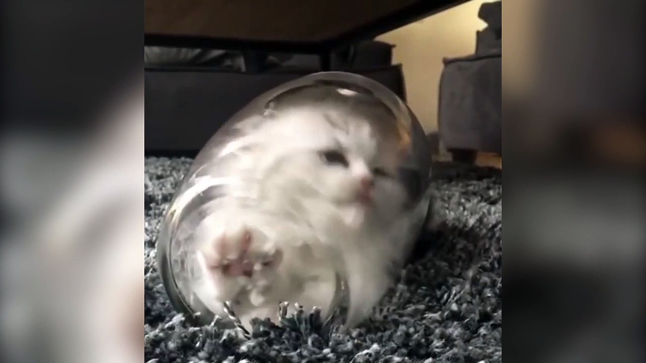 Ce chaton adore être dans ce vase !