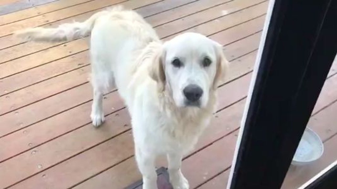 Une femme découvre les bêtises de son chien en rentrant du travail !