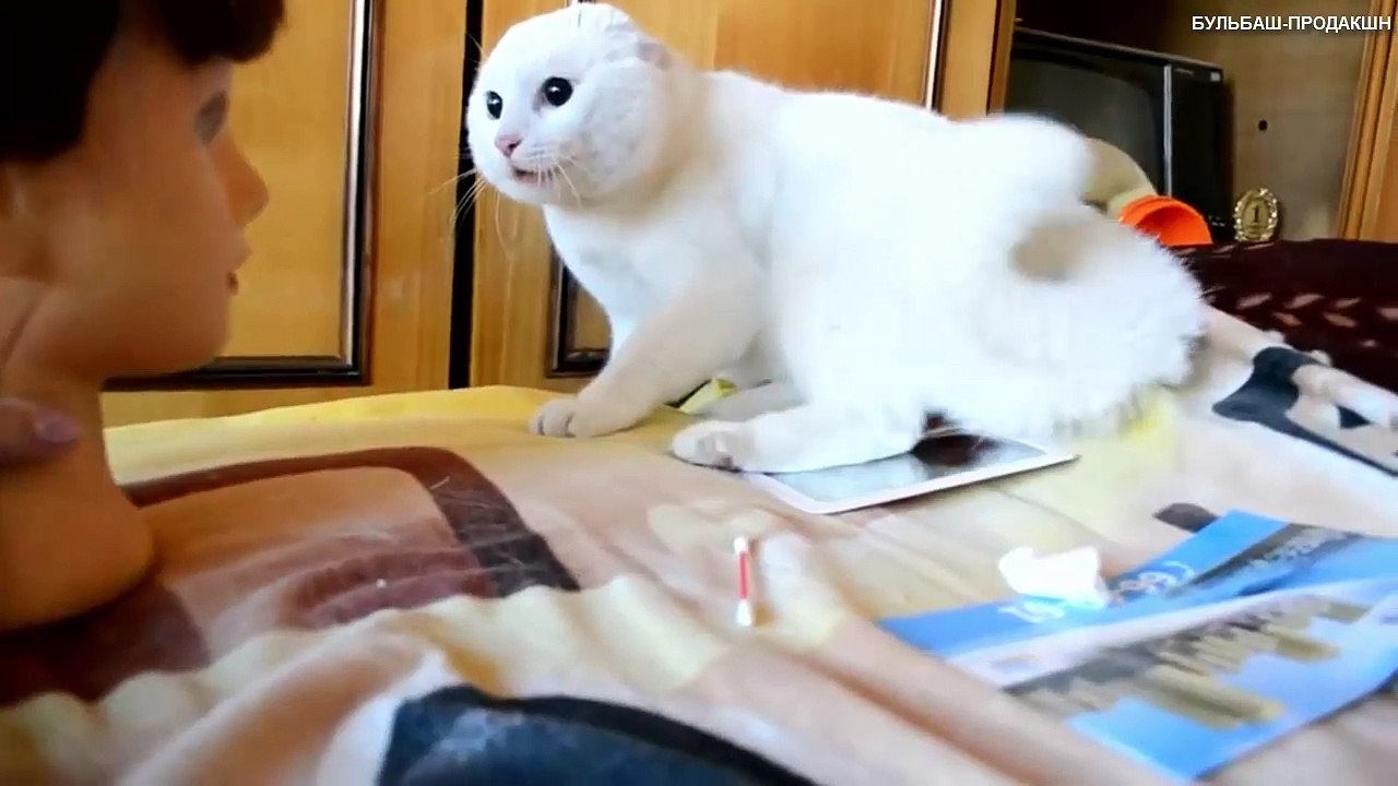 Johnny Cash - Hurt (cat version). Karaoke