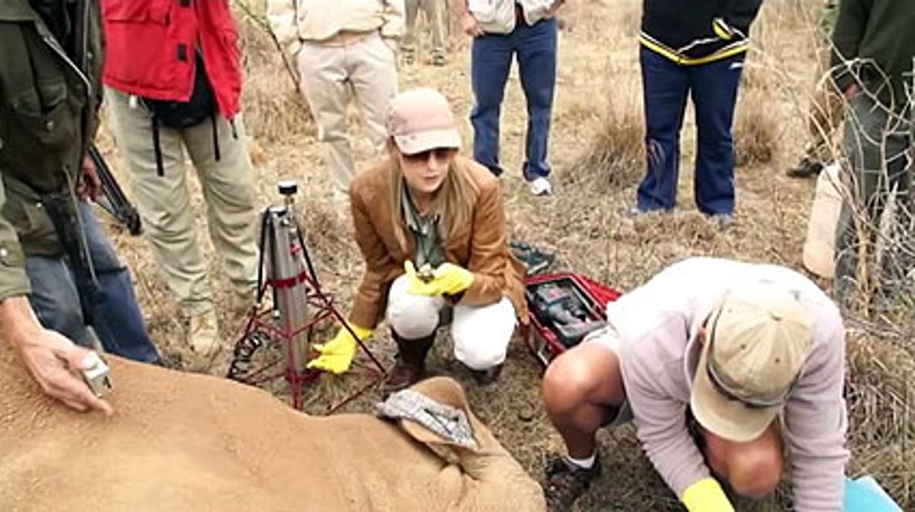 Envenenan cuernos de rinoceronte contra la caza furtiva