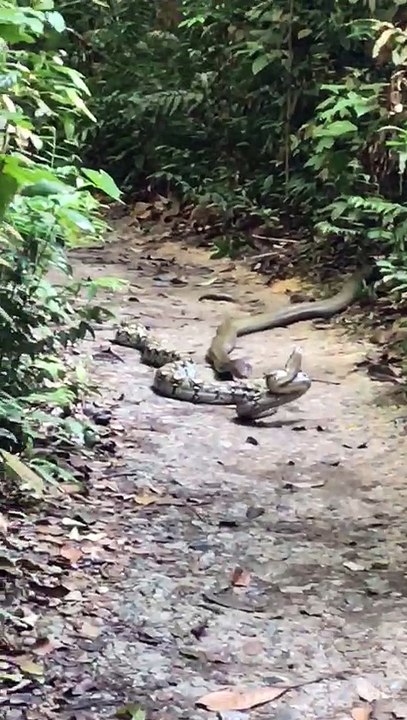 King Cobra Fights Python